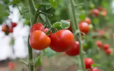 وزارة الزراعة: انخفاض سعر البندورة نحو
