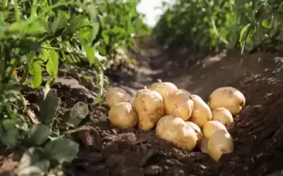 الزراعة: نراقب سعر البطاطا ولم نتخذ