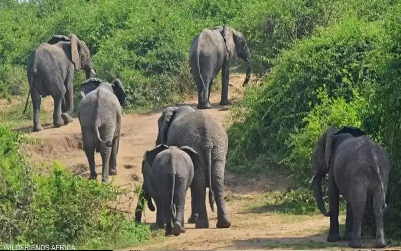 كولومبيا .. فيل يقتل باحثا