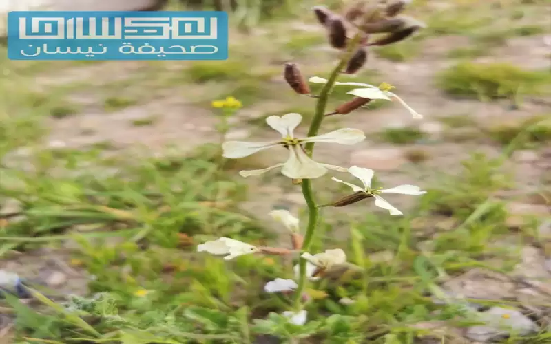 أجواء ربيعية لطيفة ومعتدلة في أغلب