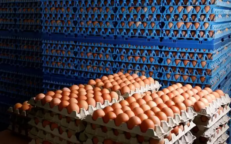 أسعار البيض تحلق عالميا