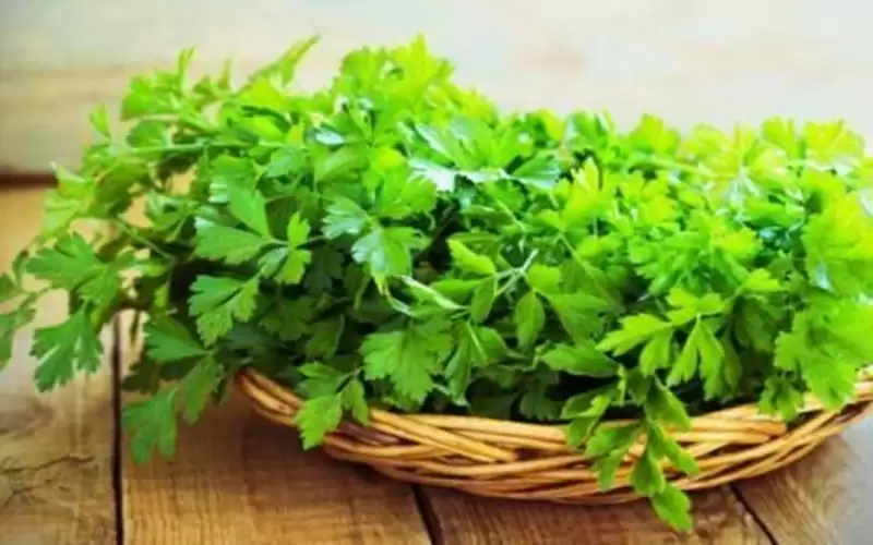 تعرف على أهمية تناول البقدونس