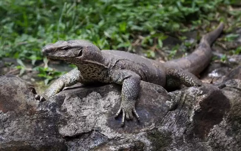 اعتقال 4 أشخاص في الهند بعد