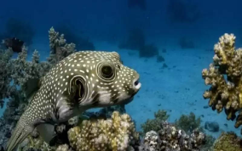 بعد وفاة شخص .. تحذير للبنانيين