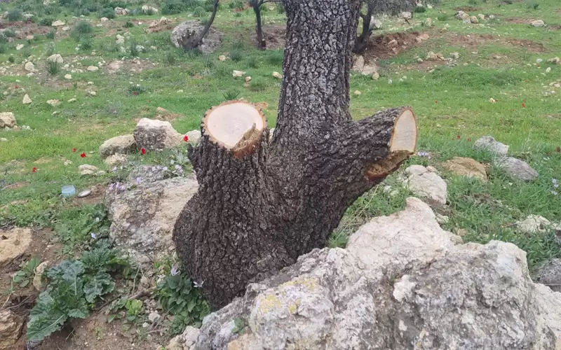 طوافو الغابات في خطر و القوانين