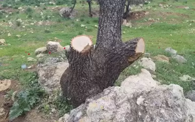 طوافو الغابات في خطر و القوانين