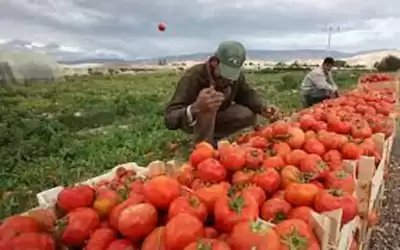 مركز البحوث الزراعية: العام الحالي زراعي