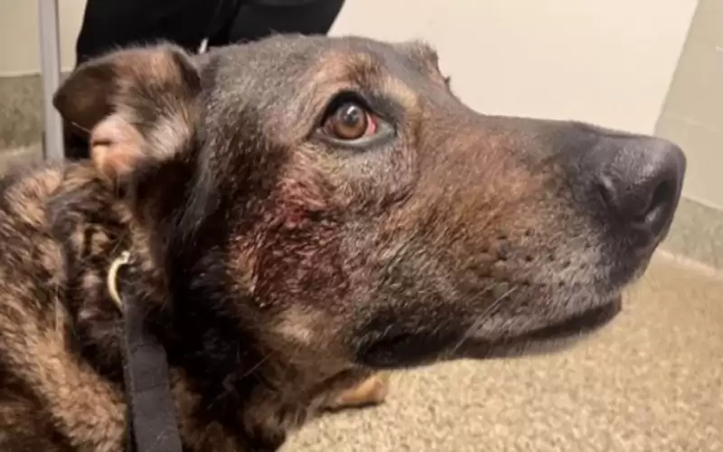 مداهمة أمنية غريبة .. لص يعض