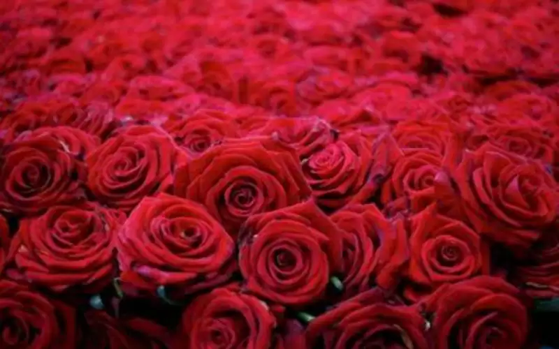 سر 99 وردة حمراء أهديت لأردوغان