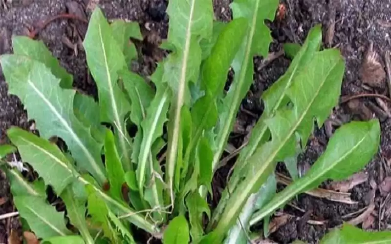 الهندباء كنز صحي.. إليك أهم فوائدها