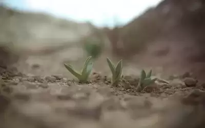 500 بئر تروي المحاصيل الزراعية في