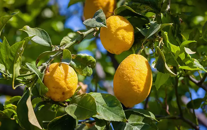 انخفاض سعر الليمون محليا