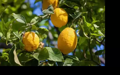 انخفاض سعر الليمون محليا