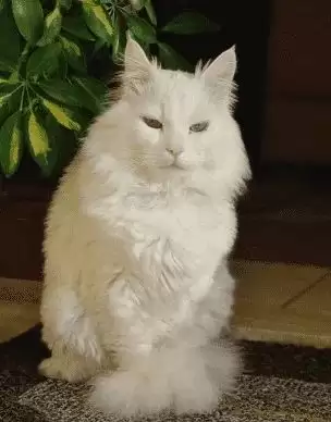 الأردن .. خرج ولم يعد