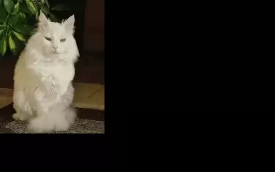 الأردن .. خرج ولم يعد