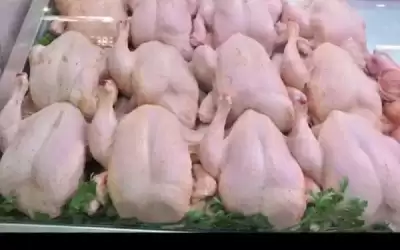أبو دقر: تسعيرة الدواجن في الأردن