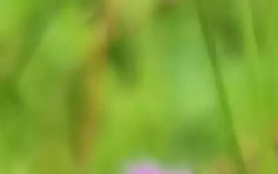 ارتفاع قليل على الحرارة