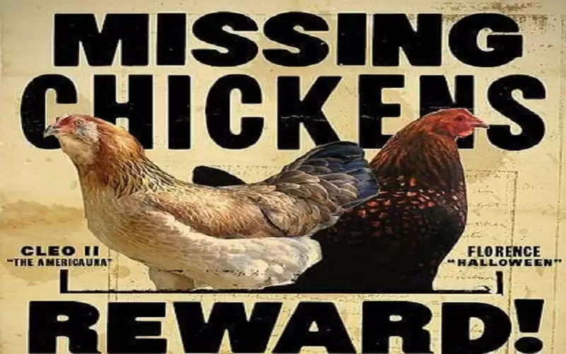 استمرار اختطاف الدجاج.. وجمعية المحافظة على