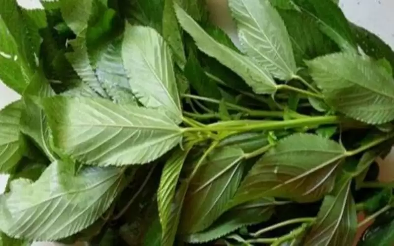 ارتفاع أسعار الملوخية