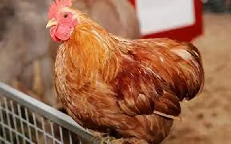 الحاج توفيق: الاتهامات باحتكار الدواجن غير