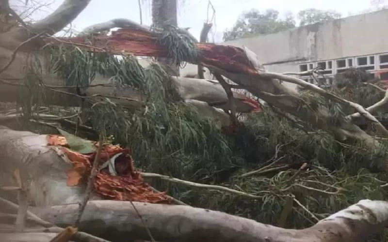 الرياح تتسبب بسقوط أشجار وفصل الكهرباء