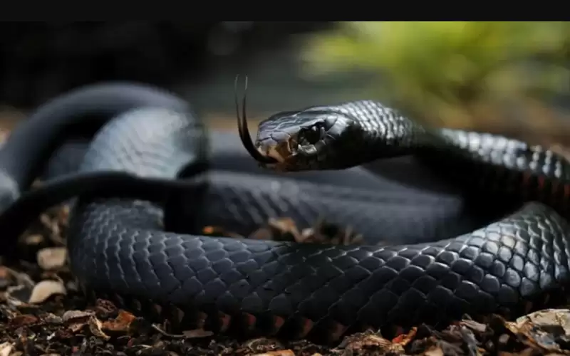 وفاة عشريني بلدغة أفعى في الغور