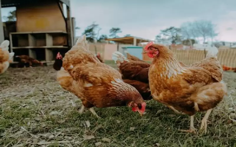 رصد إصابات بأنفلونزا الطيور في ألمانيا