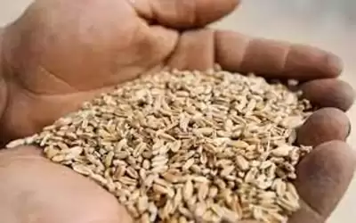 مخزون القمح في الأردن يكفي لـ8