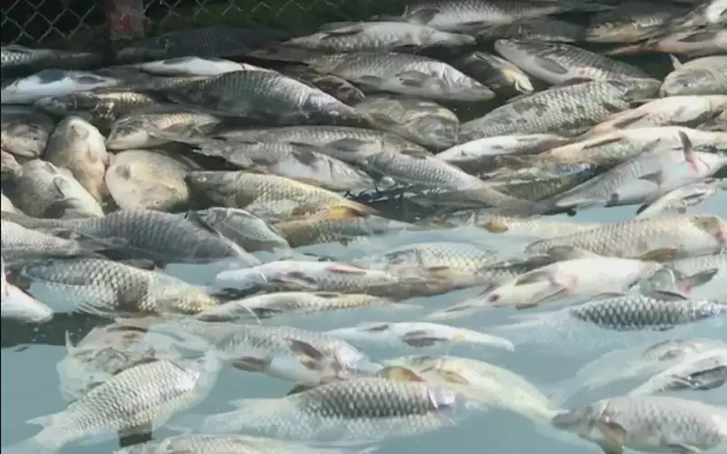 خسائر نفوق الأسماك بمزارع وادي الأردن