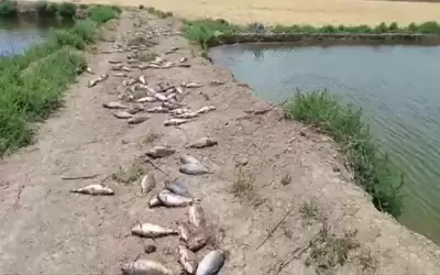 الزراعة عن الكارب: أعراض مرض فيروسي