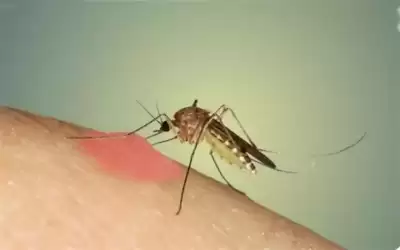 الخل حل سريع للناموس .. لاداعي