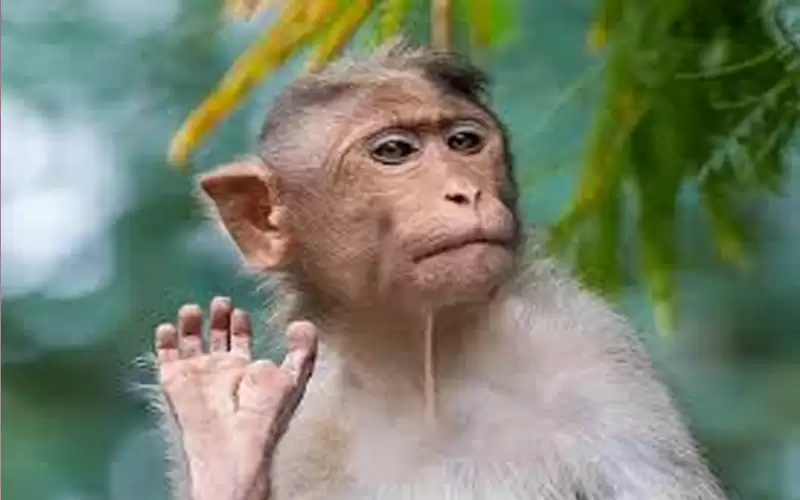 رصد عشرات الإصابات بجدري القردة في