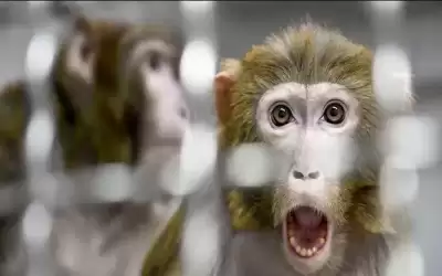 معلومات يجب أن تعرفها عن جدري