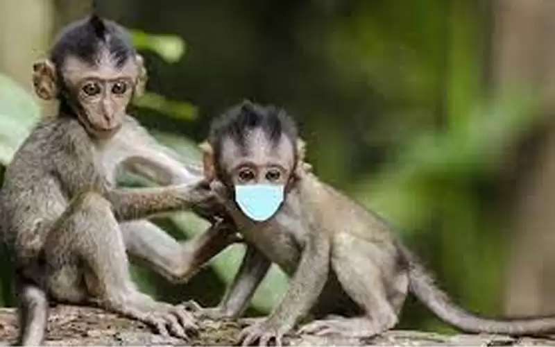 إسبانيا تؤكد تسجيل 31 إصابة بجدري