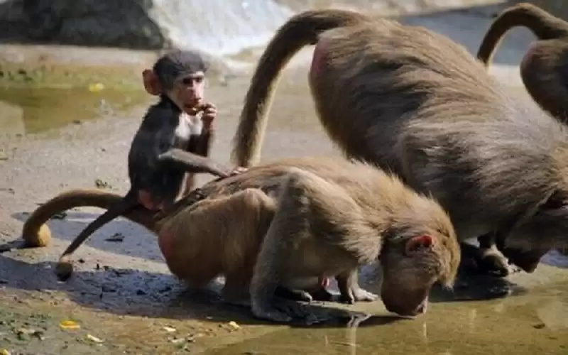 السعودية تكشف عن إجراءاتها وعلاقة البابون