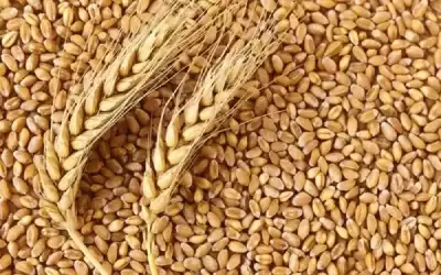 الحكومة توافق على بدء شراء القمح