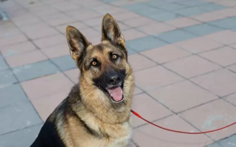 الحاكم الإداري يمنع فعالية لـ”الكلاب” في