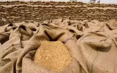 مصر تعلن تدابير استراتيجية للقمح