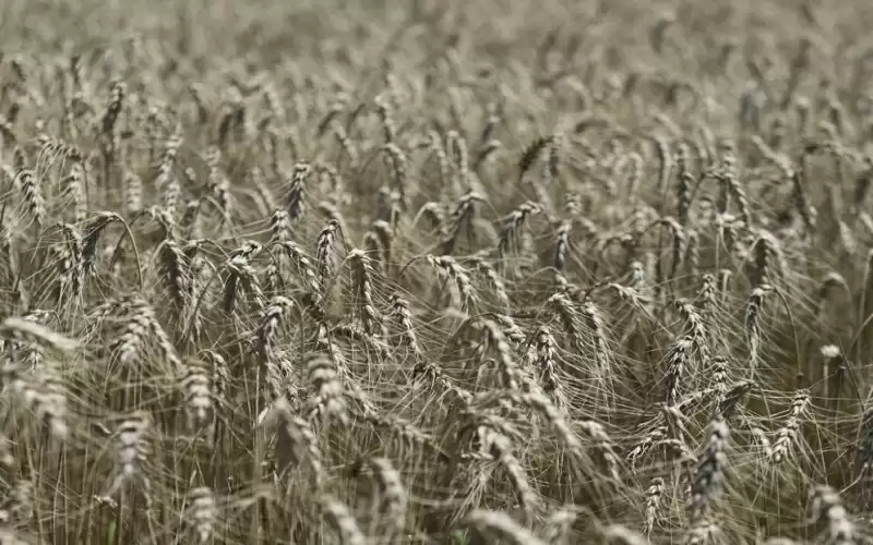 روسيا تهدف إلى تصدير 50 مليون