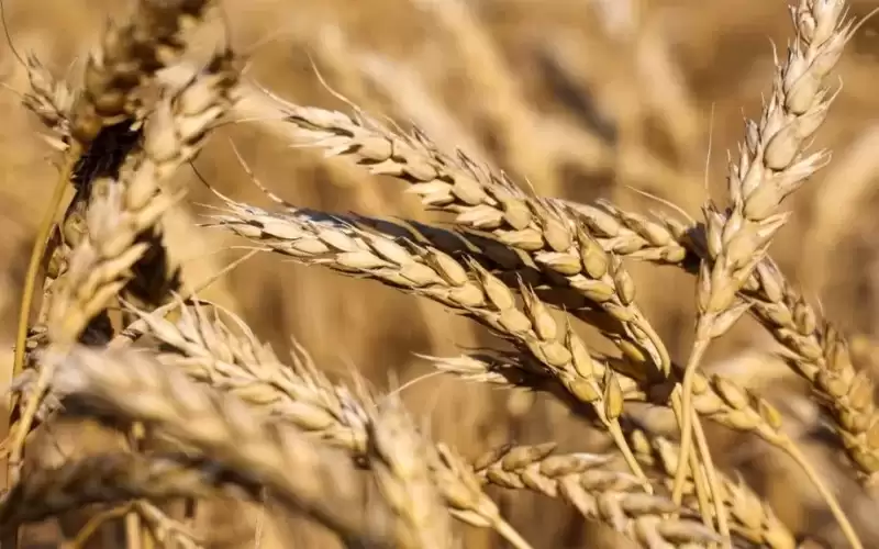 الحكومة بصدد رفع مخزون القمح لـ