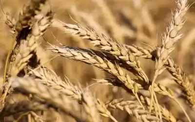 الحكومة بصدد رفع مخزون القمح لـ