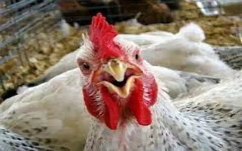 جمجوم يستنكر الحملة الشعبية لمقاطعة الدجاج