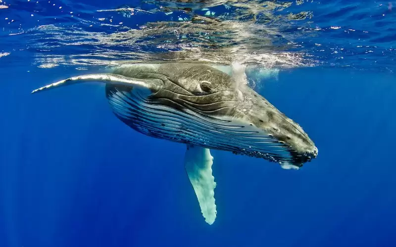 فرنسا ستنهي حياة حوت تقطعت به