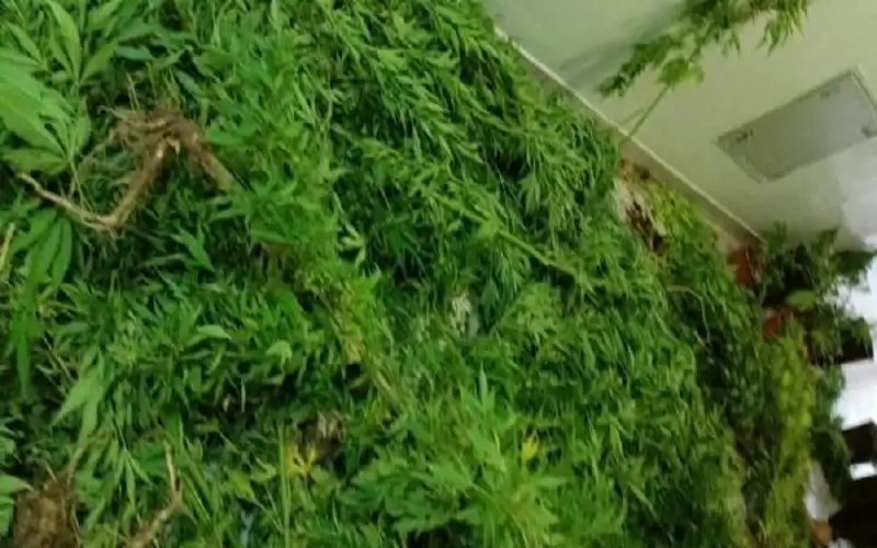 ضبط زارع ماريغوانا و3 تجار ومروجي