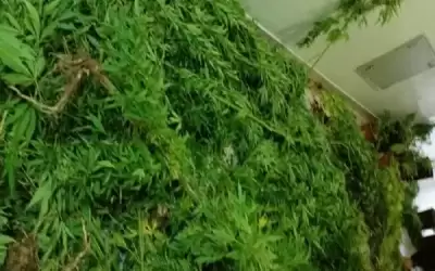 ضبط زارع ماريغوانا و3 تجار ومروجي