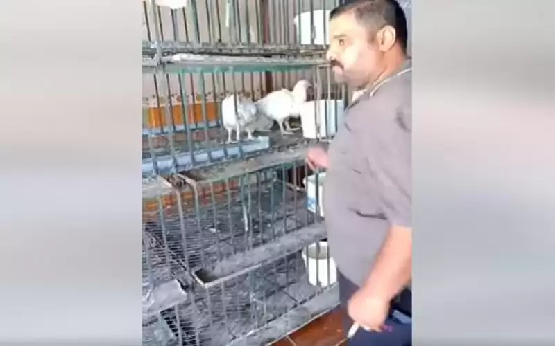 بالفيديو.. كركي للدجاج: عويه نيرتين والله