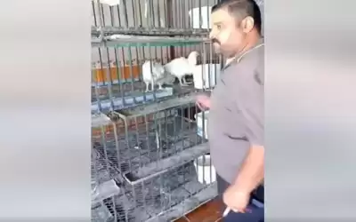 بالفيديو.. كركي للدجاج: عويه نيرتين والله