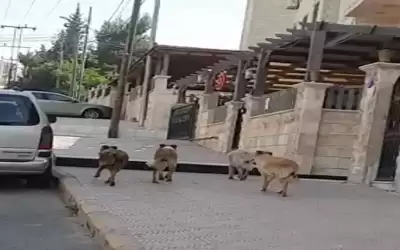 قطعان الكلاب تغزو شفا بدران