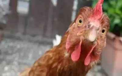بعد إقلاعه عن تعاطي الدجاج.. موظف