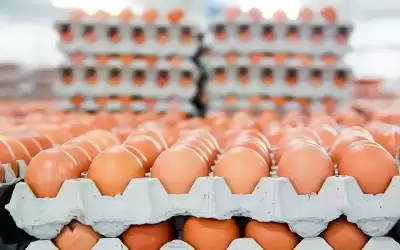 ضبط 2500 طبق بيض غير صالح